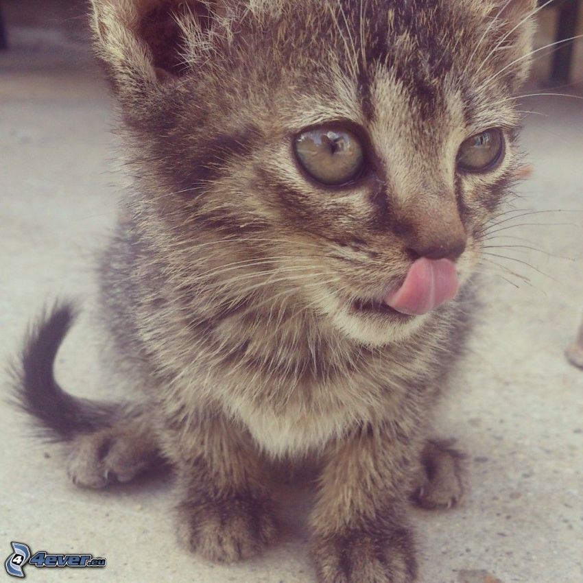 gatito pequeño, sacar la lengua