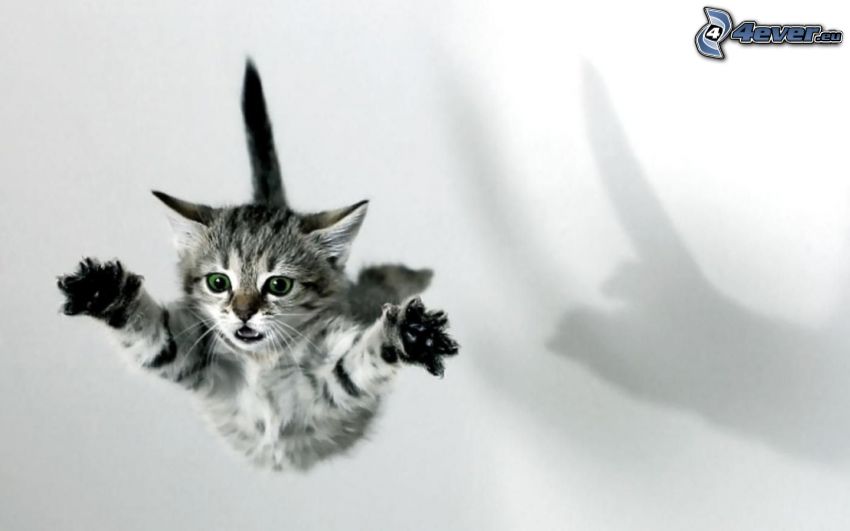 gatito pequeño, salto, caída