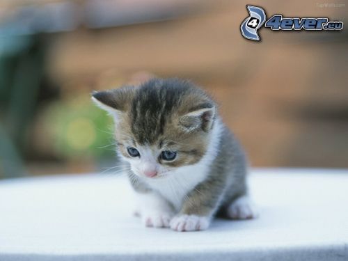 gatito pequeño