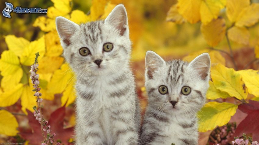 gatitos, hojas amarillas