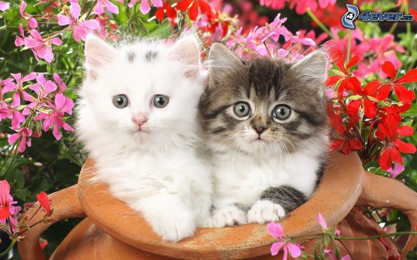 gatitos, mirada, flores