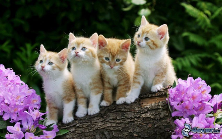 gatitos, pequeño gato pelirrojo, flores de coolor violeta