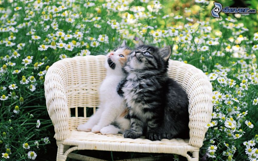 gatitos, silla, flores