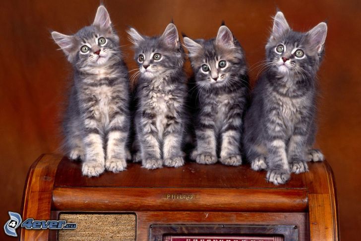 gatitos grises
