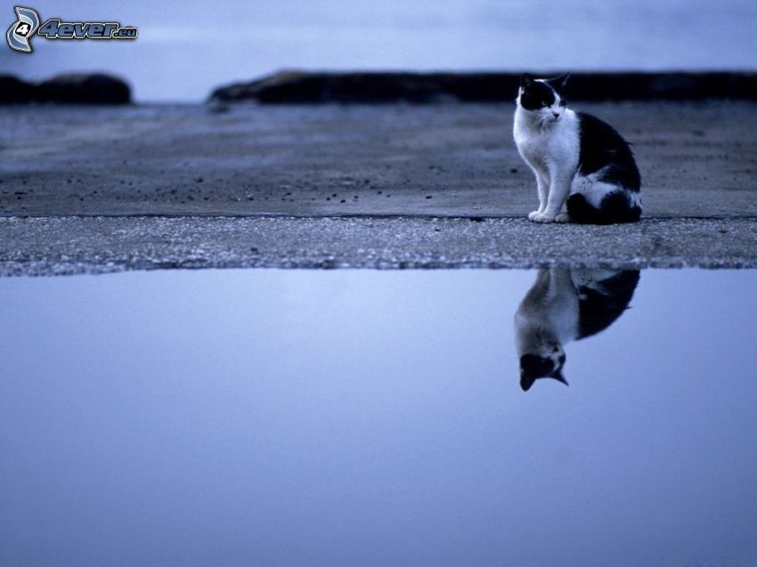 gato, agua, reflejo