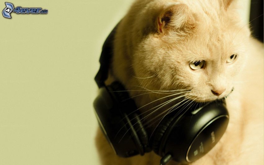 gato, auriculares