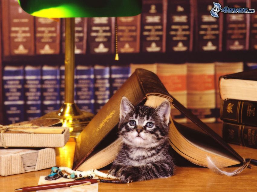 gato, biblioteca, lámpara
