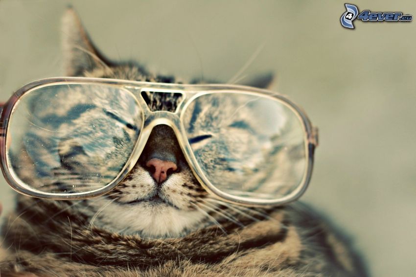 gato, gafas