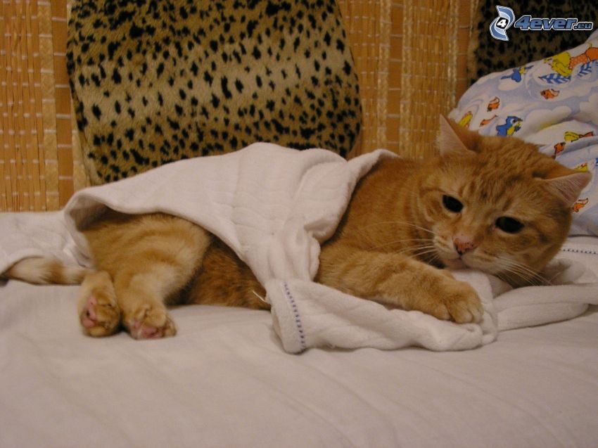 gato, gato de pelo pelirrojo, cama, relajación