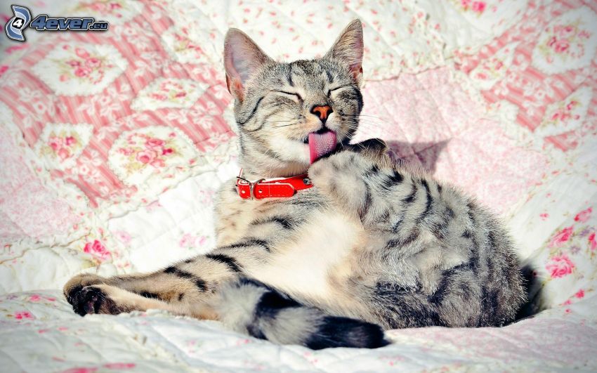 gato, lengua