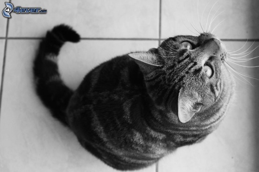 gato, mirada, Foto en blanco y negro