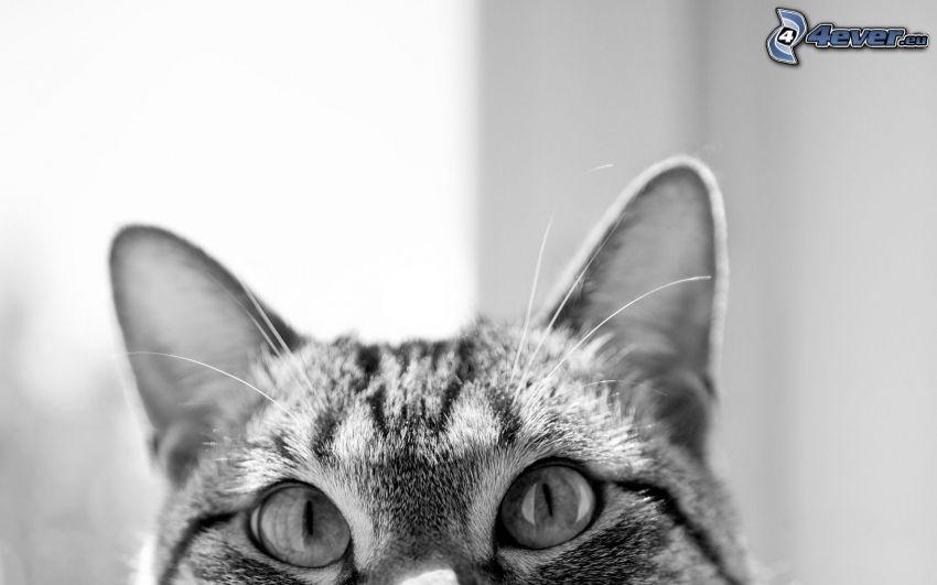 gato, ojos de gato