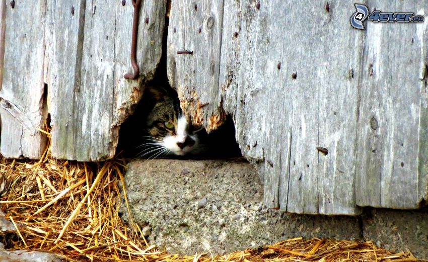 gato, pared de madera, agujero, heno