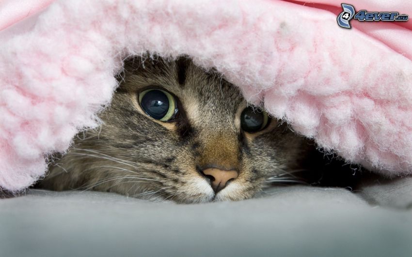 gato bajo una manta