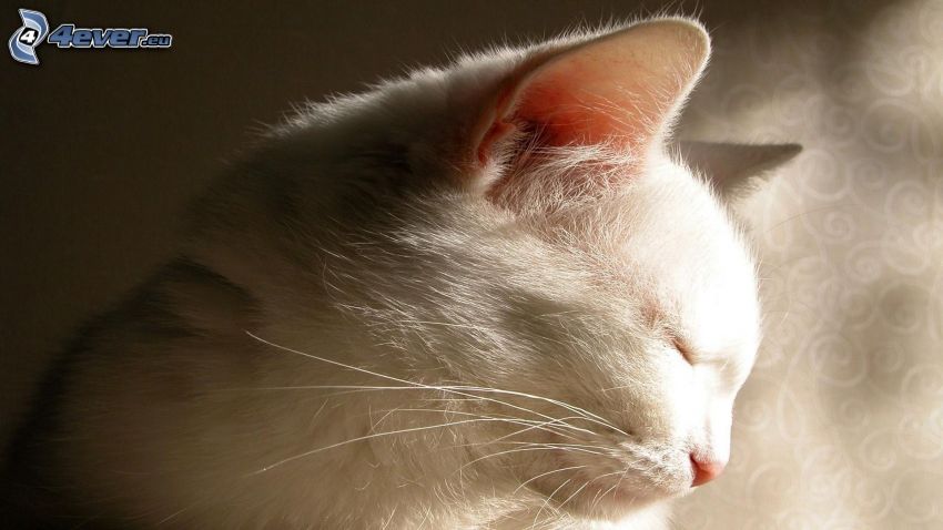 gato blanco, cabeza de felino