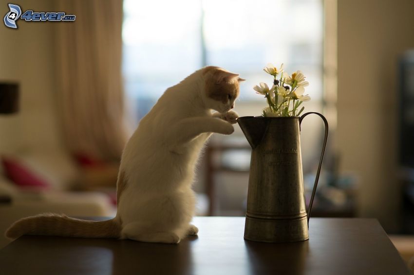 gato blanco, flores del campo en un florero