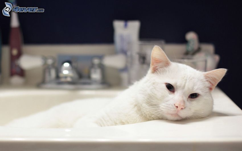 gato blanco, lavabo
