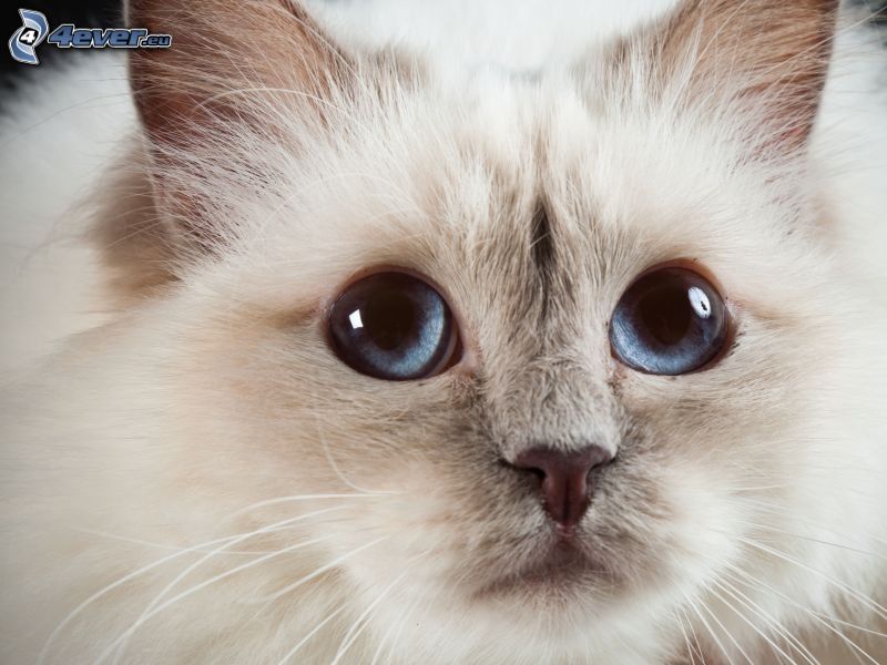 gato blanco, ojos azules