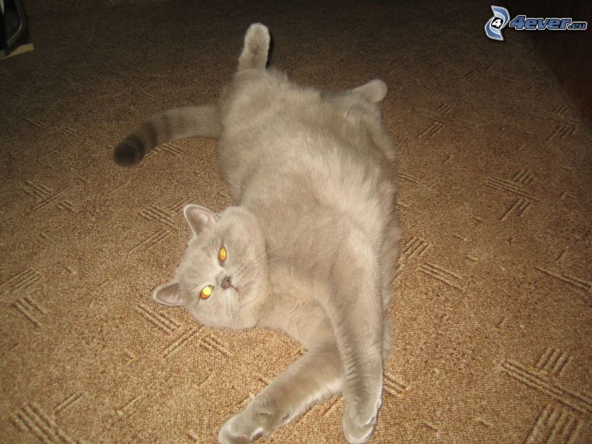 Gato británico, gato estirándose, alfombra