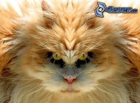 gato de pelo pelirrojo, gato peludo, ojos verdes de un gato, ira