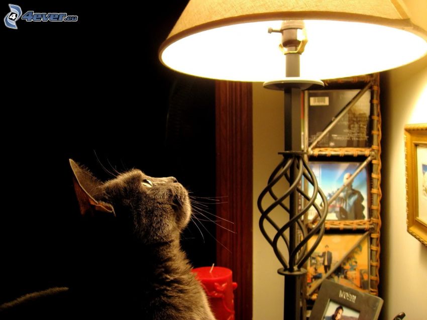 gato debajo de la lámpara