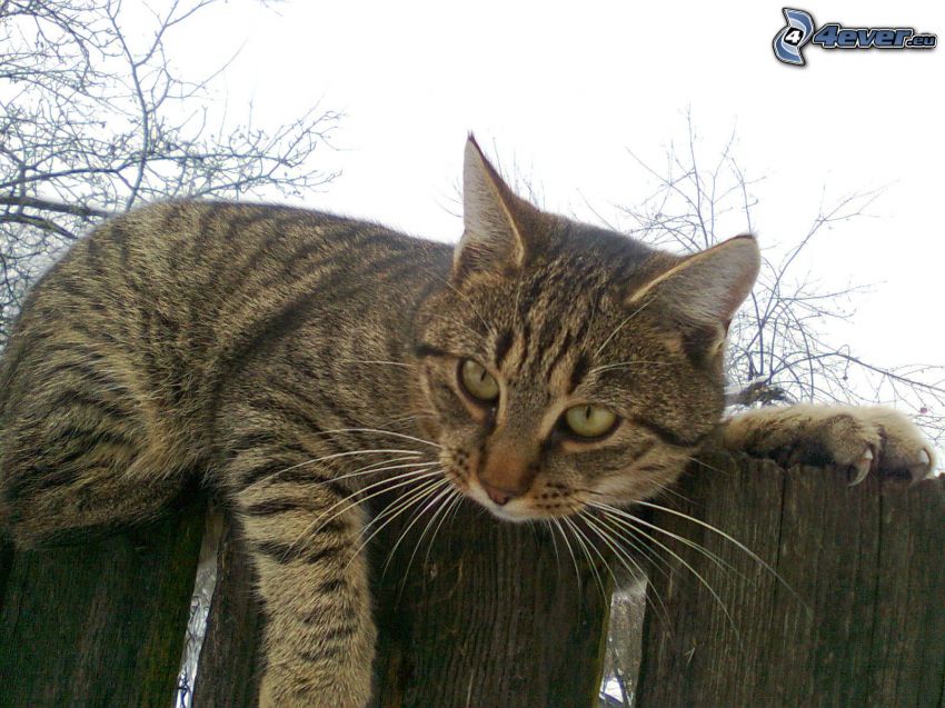 gato en la cerca, cerco de madera, gato, garras