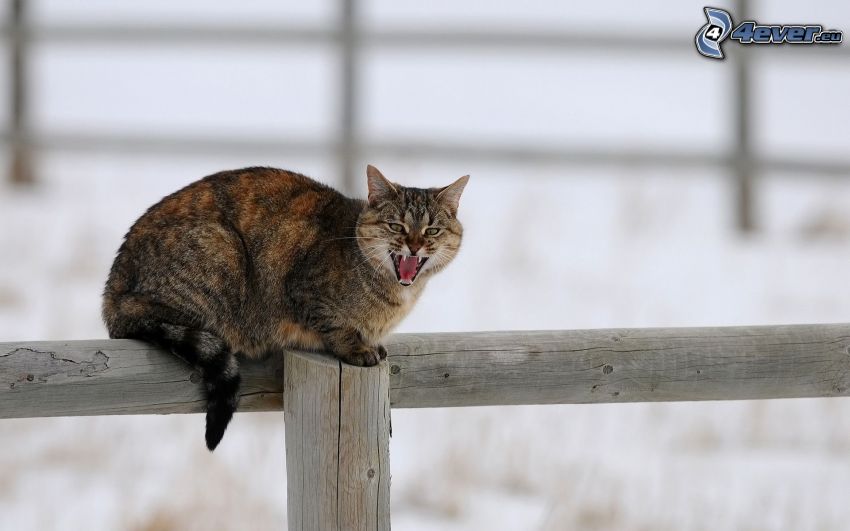 gato en la cerca, cerco de madera