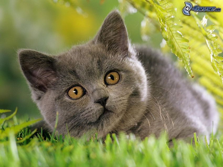 gato en la hierba