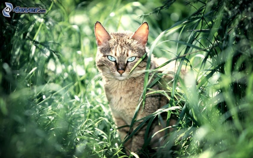 gato en la hierba