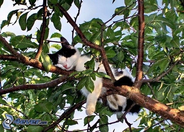 gato en un árbol, dormir, rama, hojas