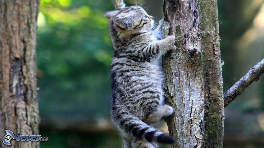 gato en un árbol