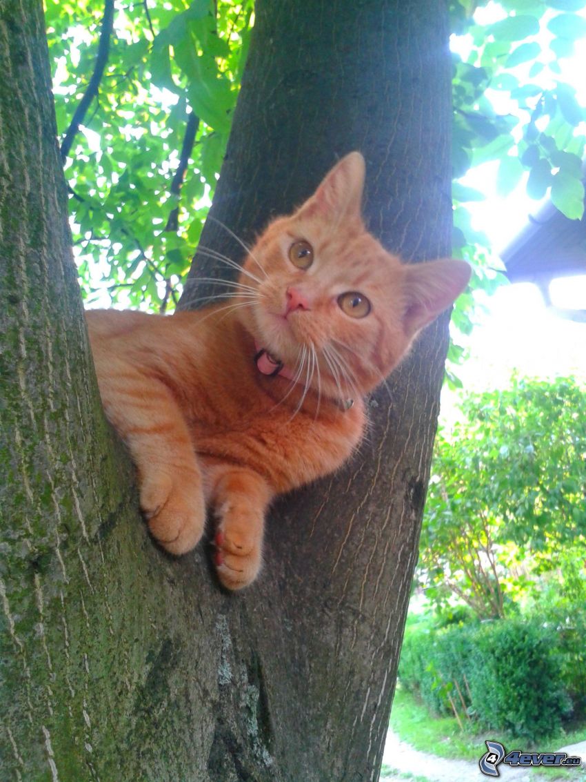 gato en un árbol