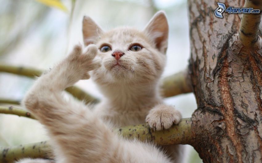 gato en una rama, corteza de árbol