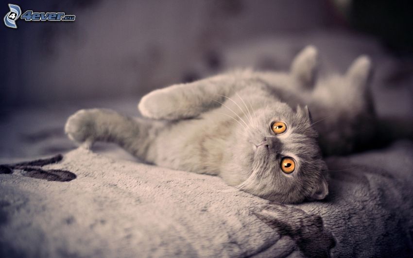 gato gris, cama