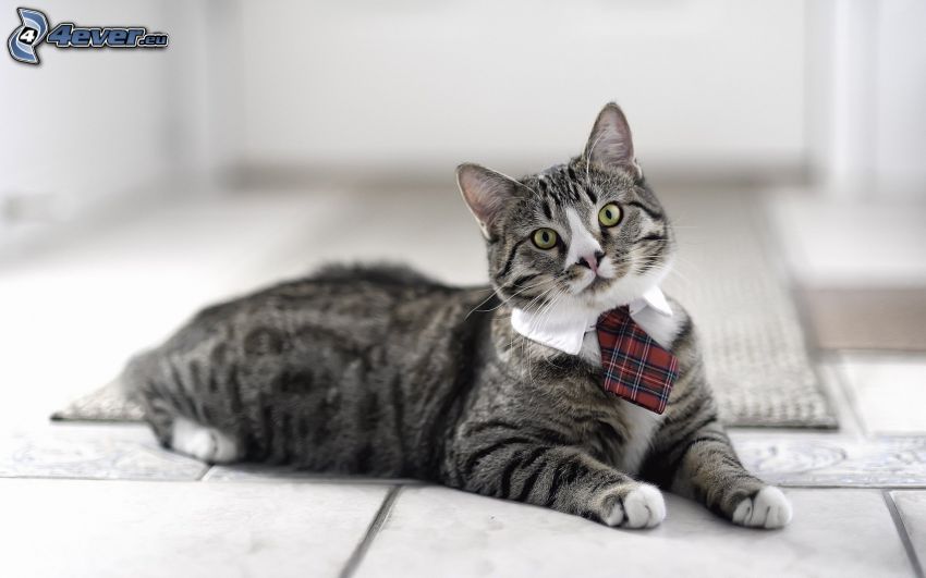 gato gris, corbata, caballero