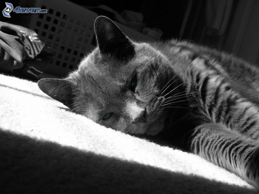 gato gris, descanso