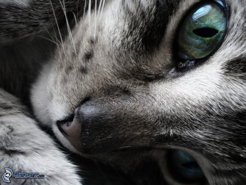 gato gris, ojos de gato