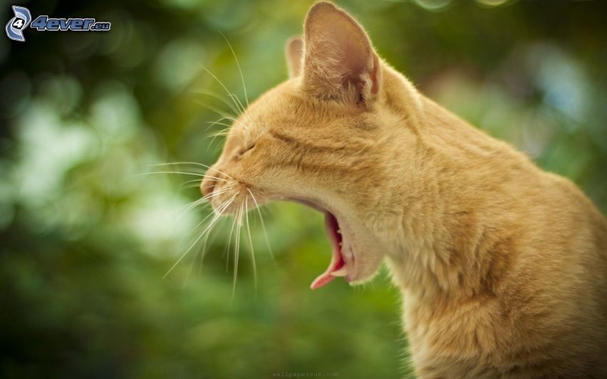 gato marrón, bostezar, lengua