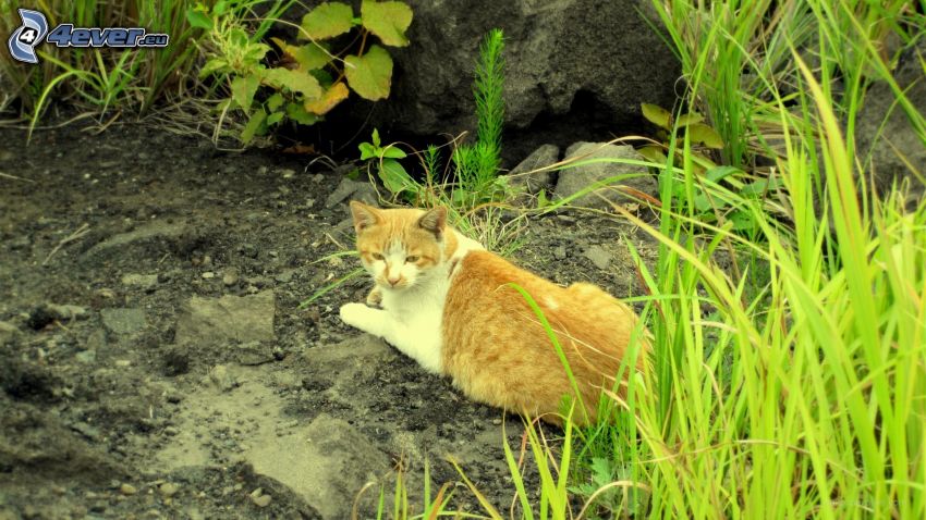 gato marrón, hierba