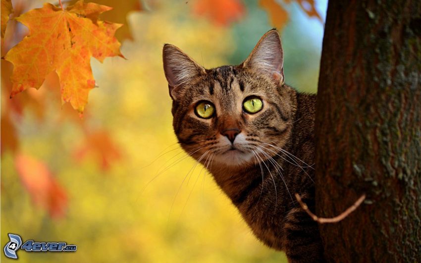 gato marrón, hojas de otoño
