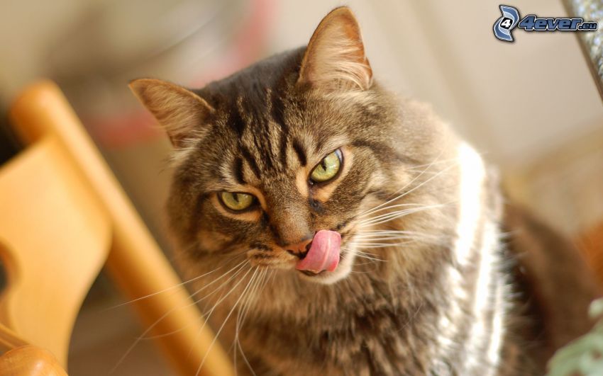 gato marrón, lengua