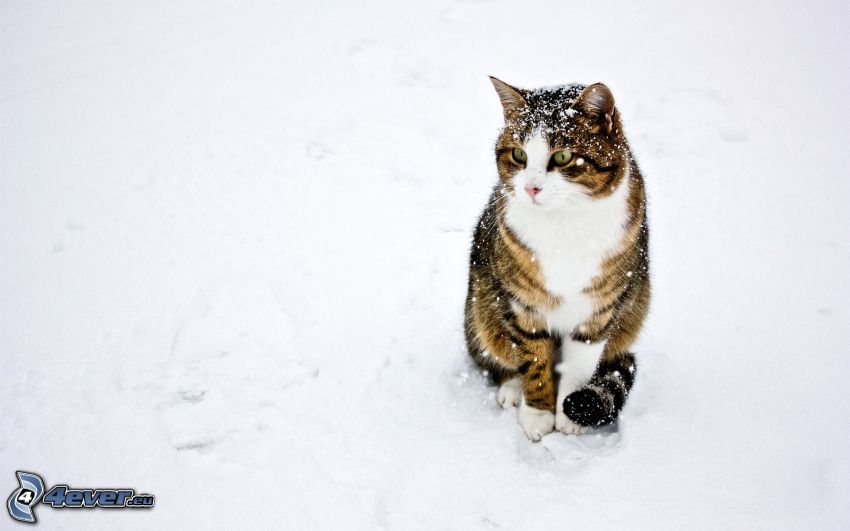 gato marrón, nieve