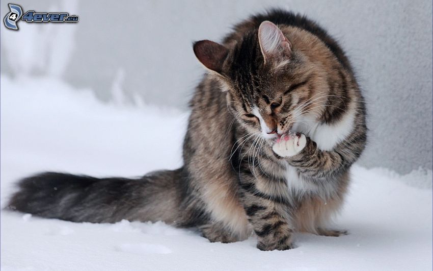 gato marrón, nieve