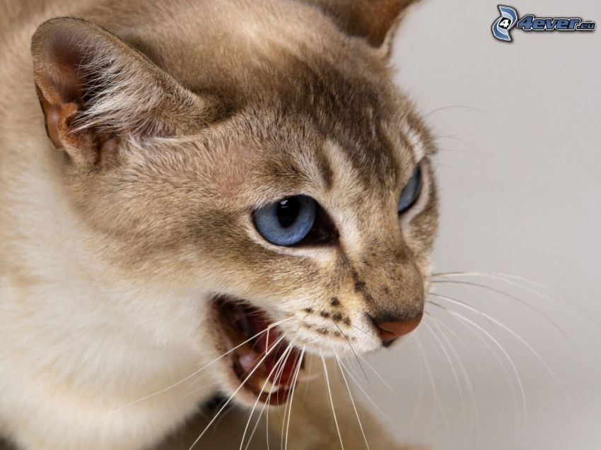 gato marrón, ojos azules