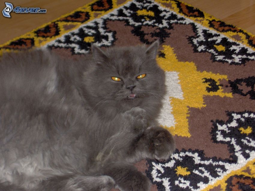 gato negro, alfombra