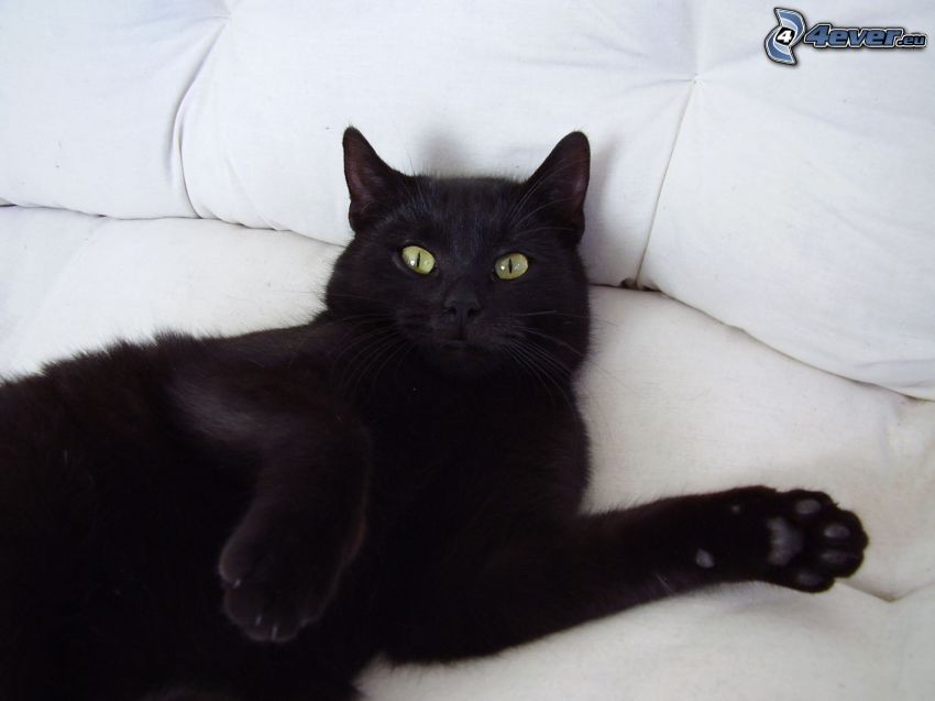 gato negro, ojos verdes de un gato