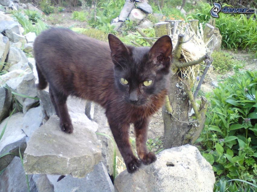gato negro, piedra
