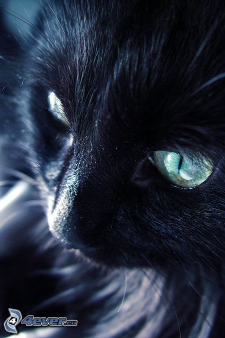 gato negro, rostro felino