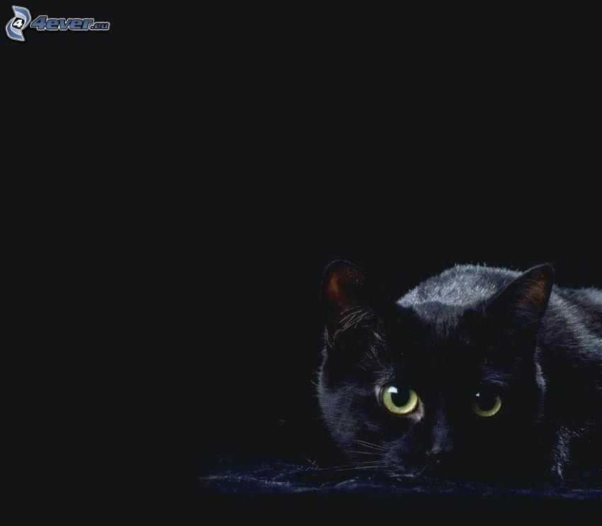 gato negro