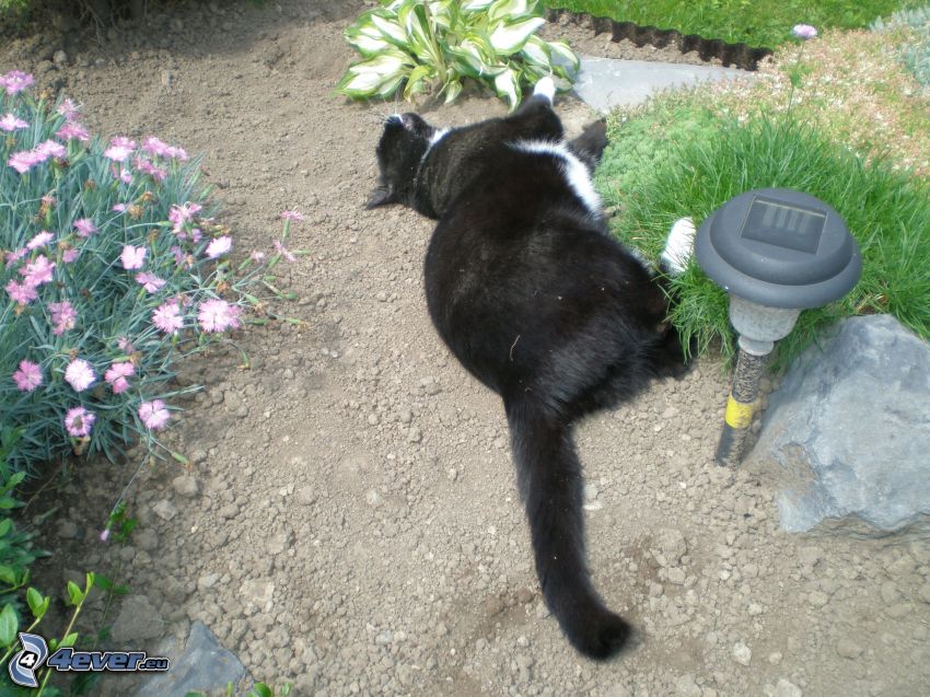 gato perezoso, gato negro, jardín